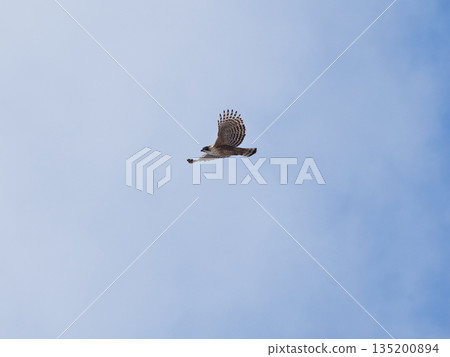 一隻山鷹，森林之王，翱翔於北海道的冬日天空。 135200894