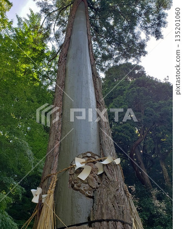 笹栗町南藏院的“聖樹雷神” 135201060