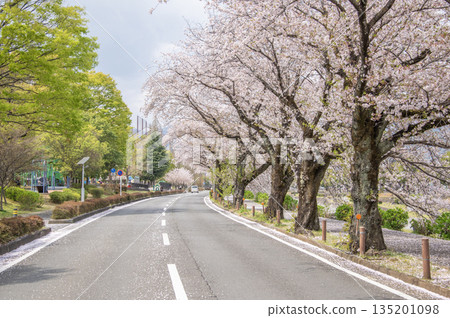 Hadano: Cherry blossoms along the Mizunashi River, Hadano City, Kanagawa Prefecture Hadano: Cherry blossoms along the Mizunashi River, Hadano City, Kanagawa Prefecture 135201098