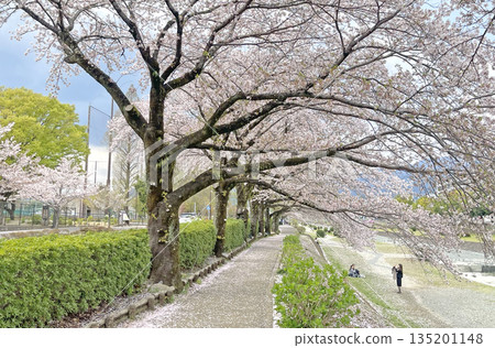 Hadano: Cherry blossoms along the Mizunashi River, Hadano City, Kanagawa Prefecture Hadano: Cherry blossoms along the Mizunashi River, Hadano City, Kanagawa Prefecture 135201148