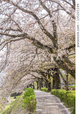羽田野:神奈川縣羽田野市水無川沿岸的櫻花 羽田野:神奈川縣羽田野市水無川沿岸的櫻花 135201199