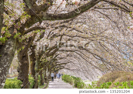 羽田野：神奈川縣羽田野市水無川沿岸的櫻花 135201204
