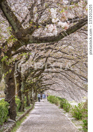 羽田野：神奈川縣羽田野市水無川沿岸的櫻花 135201205