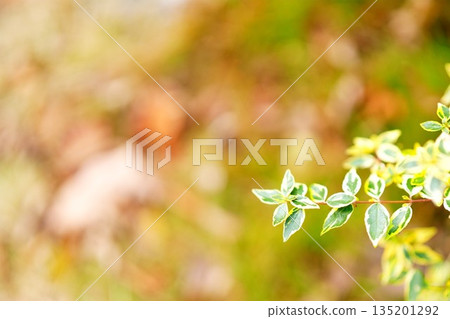 柔和的背景，點綴著斑駁的葉片。 135201292