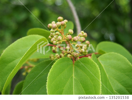 Argus argus buds and leaves Argus argus buds and leaves 135201538