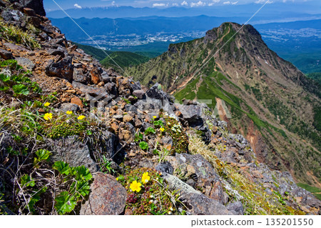 Alpine plants on the climb to Mount Akadake in the Yatsugatake Mountain Range and the mountain range of Mount Amida and the Central Alps 135201550