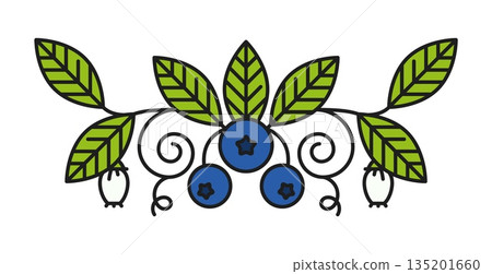 Forest blueberry plant leaves line divider or underline. Wild fruit lineart separator line, ripe farm berry outline vector divider. Fresh forest blueberry linear frame border or underline spacer Forest blueberry plant leaves line divider or underline. Wild fruit lineart separator line, ripe farm berry outline vector divider. Fresh forest blueberry linear frame border or underline spacer 135201660