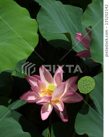 東本願寺淀姬（蓮花） 135202142