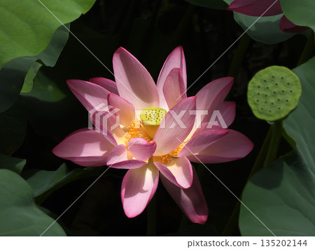 東本願寺淀姬（蓮花） 135202144