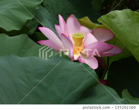 東本願寺淀姬(蓮花) 東本願寺淀姬(蓮花) 135202160