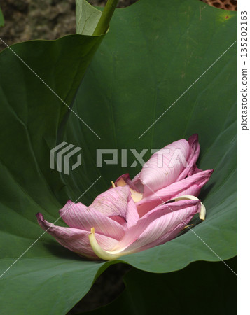 東本願寺淀姬（蓮花） 135202163