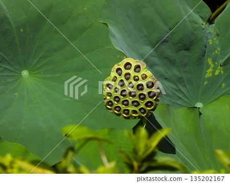東本願寺淀姬（蓮花） 135202167
