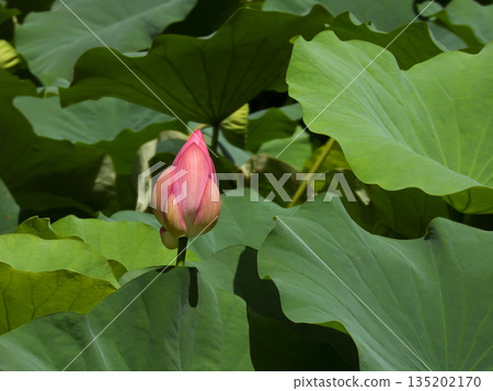 Higashi Honganji Temple Yodohime (lotus flower) 135202170