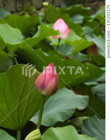 東本願寺淀姬（蓮花） 135202175