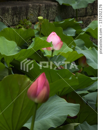 東本願寺淀姬(蓮花) 東本願寺淀姬(蓮花) 135202176