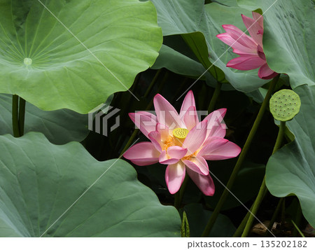 東本願寺淀姬（蓮花） 135202182