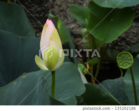 Higashi Honganji Temple Yodohime (lotus flower) 135202186