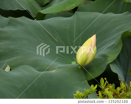 東本願寺淀姬（蓮花） 135202188