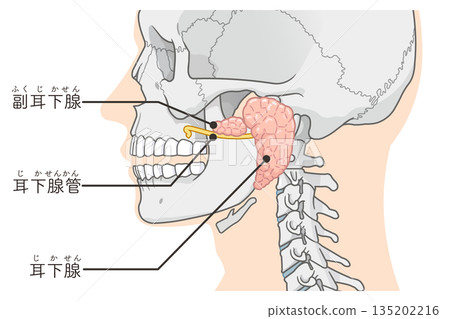 Parotid gland illustration 135202216