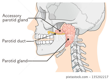 Parotid gland illustration 135202217