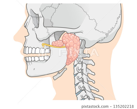 Parotid gland illustration Parotid gland illustration 135202218