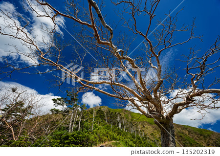 Budding birch trees on the Migoya Ridge and a view of the Yatsugatake mountain range and Mt. Amida Budding birch trees on the Migoya Ridge and a view of the Yatsugatake mountain range and Mt. Amida 135202319