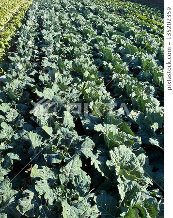 Cabbage field Cabbage field 135202359