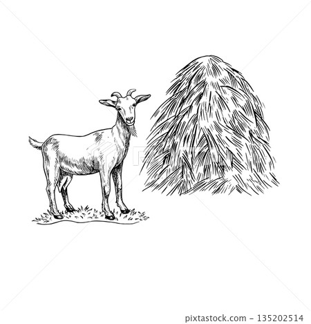 A goat standing next to a haystack. A black and white vector illustration drawn by hand. Perfect for dairy farms or agricultural projects. Also suitable for labels, packaging, banners, and more. A goat standing next to a haystack. A black and white vector illustration drawn by hand. Perfect for dairy farms or agricultural projects. Also suitable for labels, packaging, banners, and more. 135202514