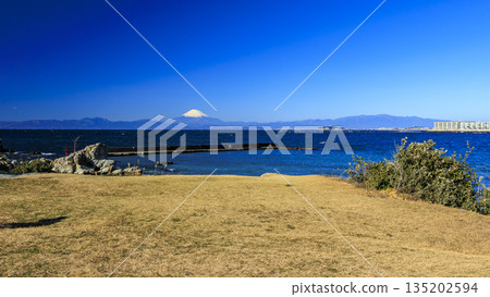 從小磯之花眺望富士山 從小磯之花眺望富士山 135202594