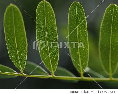 Weasel bush gland dots 135202883