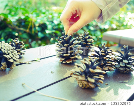 Pick a pine cone Pick a pine cone 135202975