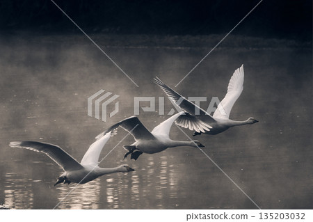 A swan taking off into the morning mist A swan taking off into the morning mist 135203032