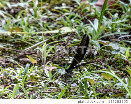 立木神社：神蜻蜓（羽黑tombo） 135203305