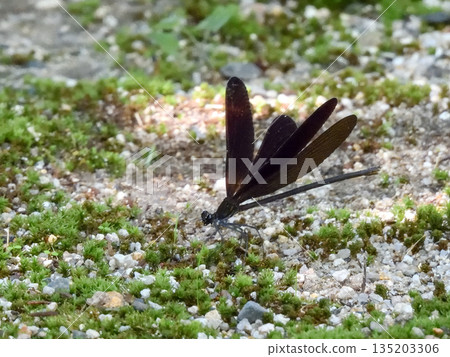 立木神社：神蜻蜓（羽黑tombo） 135203306