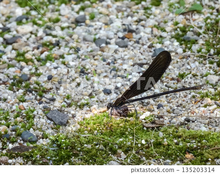 立木神社:神蜻蜓(羽黑tombo) 立木神社:神蜻蜓(羽黑tombo) 135203314