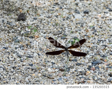立木神社：神蜻蜓（羽黑tombo） 135203315