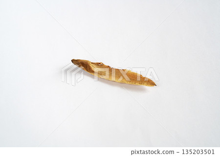 Liriodendron seeds (samara) (winter, January) Liriodendron seeds (samara) (winter, January) 135203501