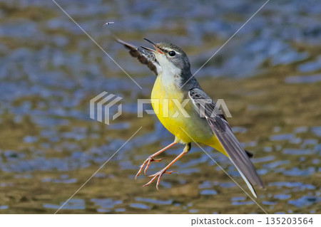 Grey wagtail flying towards an insect 135203564
