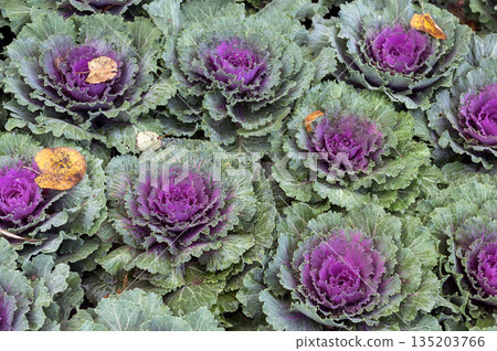 Vibrant Purple and Green Ornamental Cabbage Field in Garden 135203766