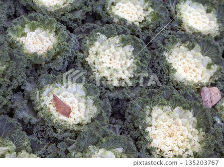 Field of White and Green Ornamental Cabbage Kale Plants 135203767