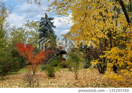 Beautiful Autumn Landscape with Wooden Gazebo and Golden Fall Foliage 135203768