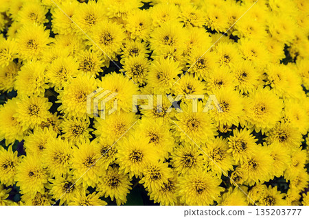 Vibrant Field of Yellow Chrysanthemum Flowers in Full Bloom Vibrant Field of Yellow Chrysanthemum Flowers in Full Bloom 135203777