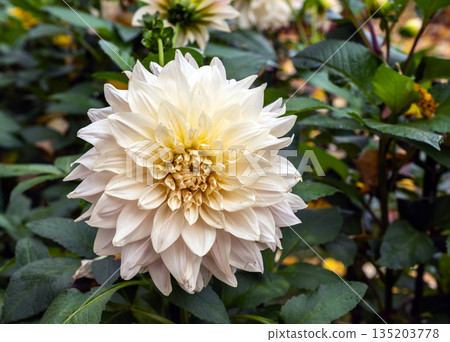 Elegant White and Cream Dahlia Flower Blooming in Garden Elegant White and Cream Dahlia Flower Blooming in Garden 135203778