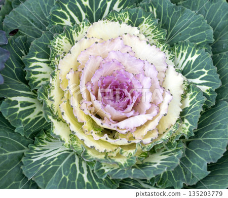Decorative Purple and Green Ornamental Cabbage Kale Plant in Garden Decorative Purple and Green Ornamental Cabbage Kale Plant in Garden 135203779