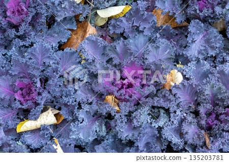 Vibrant Purple Frilly Ornamental Kale Leaves in Autumn Garden Vibrant Purple Frilly Ornamental Kale Leaves in Autumn Garden 135203781