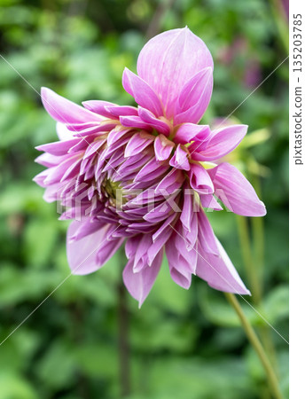Stunning Pink Dahlia Flower Blooming in Lush Green Summer Garden Stunning Pink Dahlia Flower Blooming in Lush Green Summer Garden 135203785