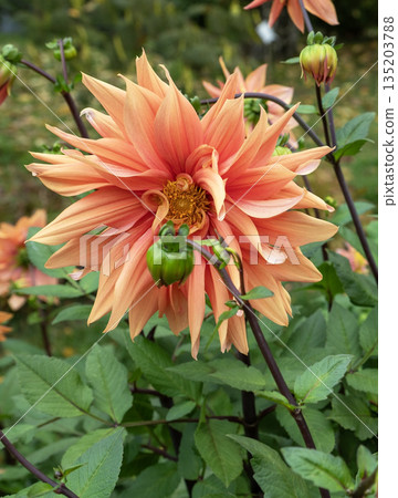 Vibrant Orange Cactus Dahlia Flower Blooming in Autumn Garden Vibrant Orange Cactus Dahlia Flower Blooming in Autumn Garden 135203788
