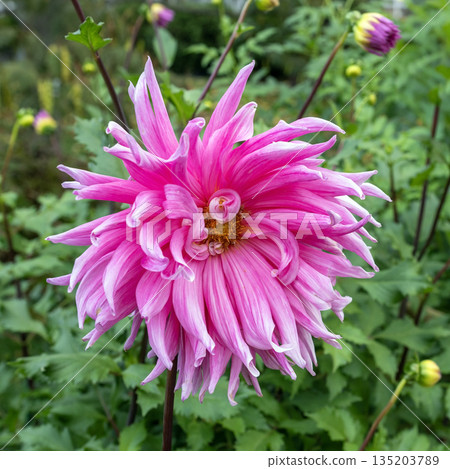 Vibrant Pink Cactus Dahlia Flower Blooming in Autumn Garden Vibrant Pink Cactus Dahlia Flower Blooming in Autumn Garden 135203789