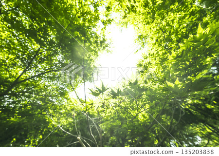 Miyagase Lakeside Park in spring - Image of fresh greenery 135203838