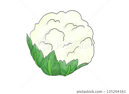 Watercolor illustration of cauliflower Watercolor illustration of cauliflower 135204161